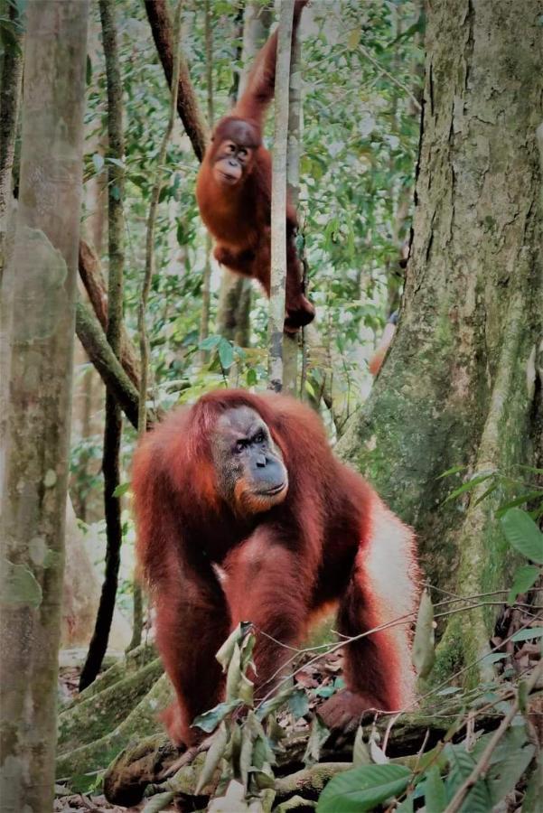 Bukit Lawang Hotel Ngoại thất bức ảnh