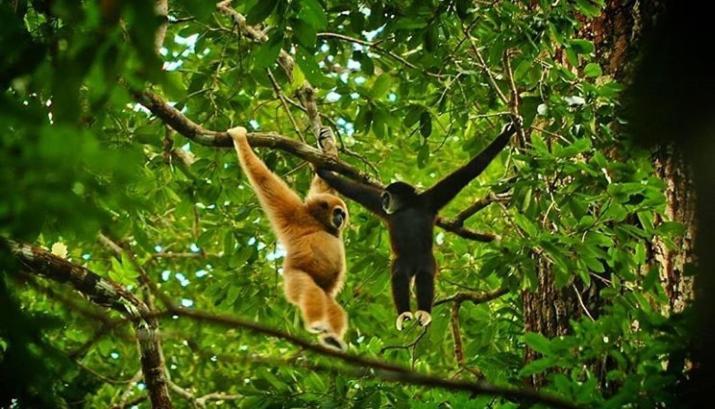 Bukit Lawang Hotel Ngoại thất bức ảnh