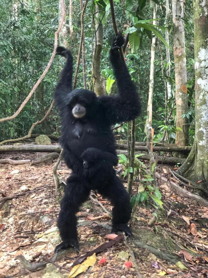Bukit Lawang Hotel Ngoại thất bức ảnh
