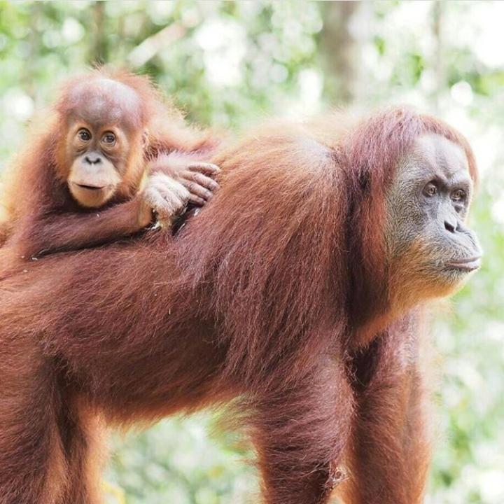 Bukit Lawang Hotel Ngoại thất bức ảnh