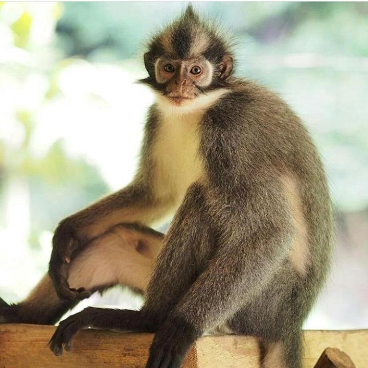 Bukit Lawang Hotel Ngoại thất bức ảnh
